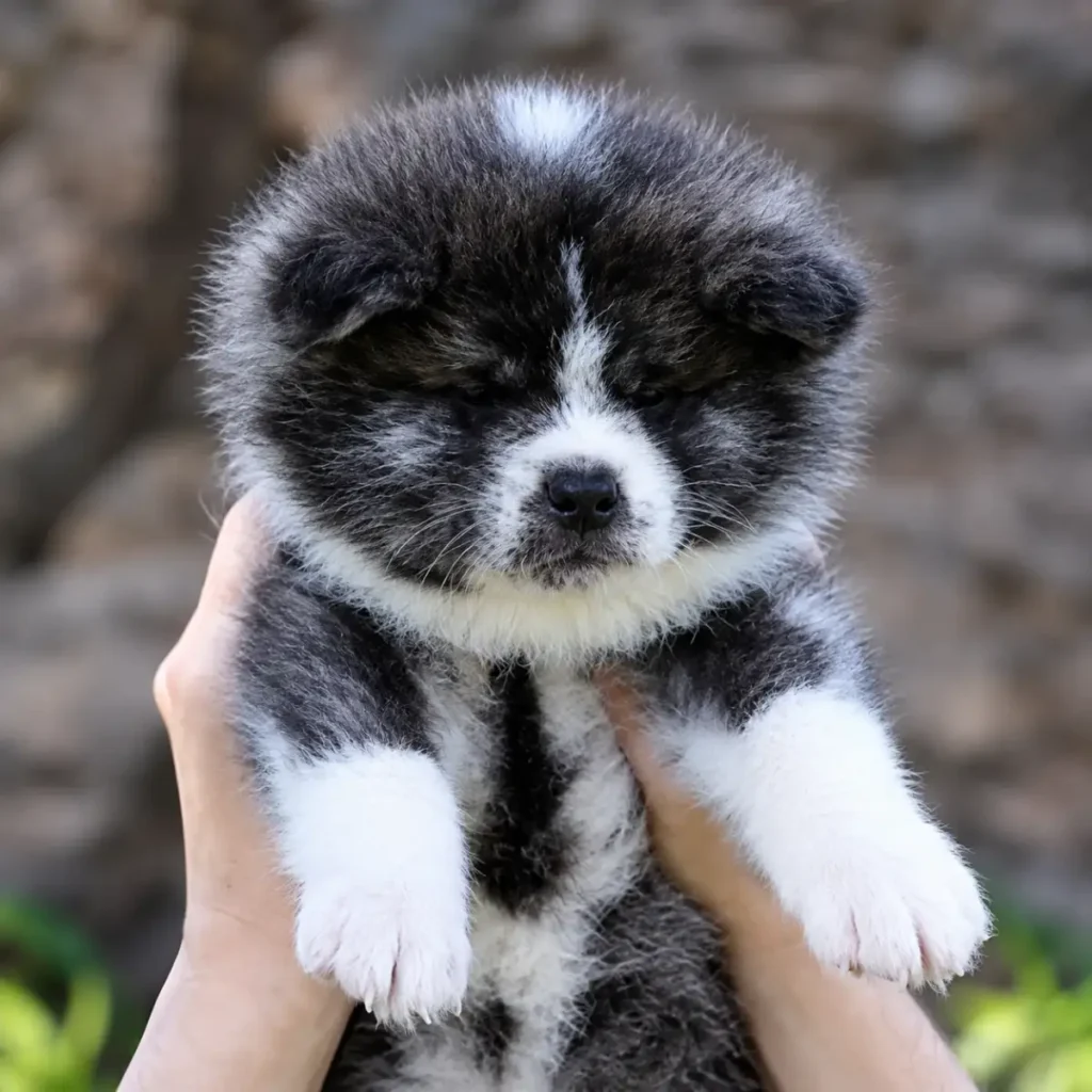 Akita Inu ou Chow Chow: qual é o melhor para sua família?