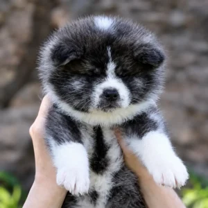 Akita Inu ou Chow Chow: qual é o melhor para sua família?