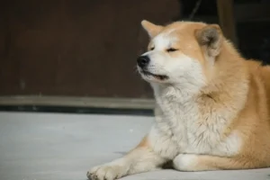 Akita Inu ou Husky Siberiano: qual escolher?