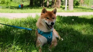 Como comprar um filhote de Akita Inu com segurança no Brasil?