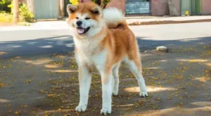 Como é o temperamento do Akita Inu no dia a dia?