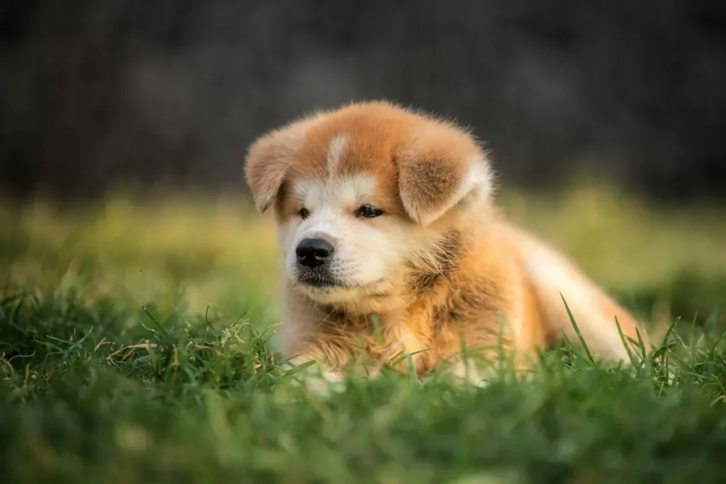 Como reservar um filhote de Akita Inu vermelho no Canil Shin'Yu?