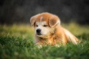 Como reservar um filhote de Akita Inu vermelho no Canil Shin'Yu?