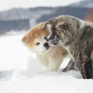 Como socializar um filhote de Akita Inu?