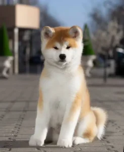 O que esperar de um filhote de Akita Inu de 4 meses?