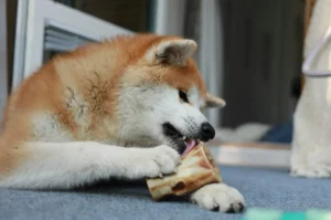 O que fazer quando o filhote de Akita Inu morde tudo?