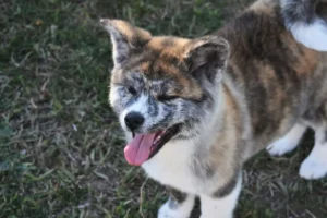 Onde reservar um filhote de Akita Inu tigrado de canil idôneo?