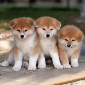 Por que o filhote de Akita Inu chora à noite e como ajudar?