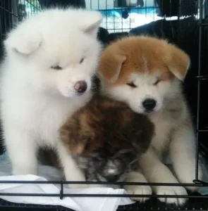 Qual o valor de um Akita Inu?