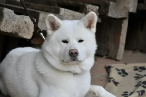 Quanto custa um Akita Inu branco?