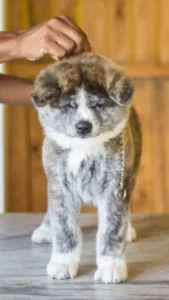 Quanto custa um filhote de Akita Inu de canil responsável?