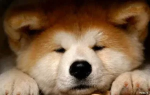 Quanto tempo um filhote de Akita Inu dorme por dia?