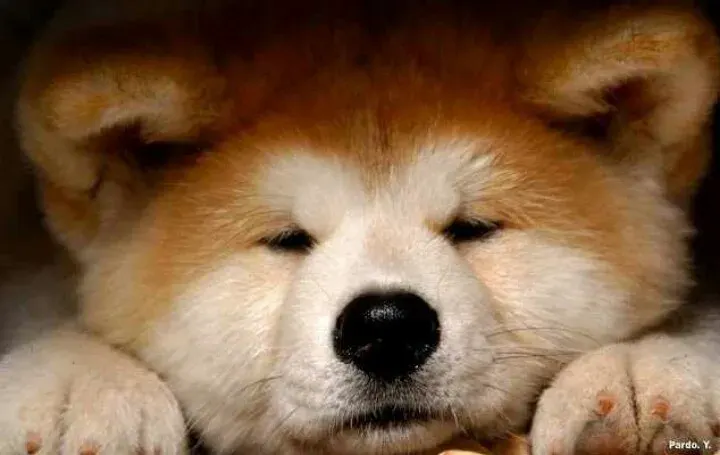 Quanto tempo um filhote de Akita Inu dorme por dia?
