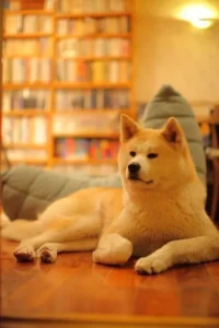 Akita Inu precisa de quintal? Dá para criar em apartamento?