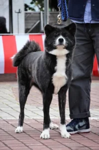 Akita Inu preto existe? O que saber antes de escolher essa cor?