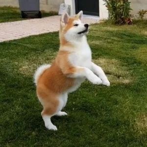 Anúncio de Akita Inu em classificados é confiável? Veja como avaliar
