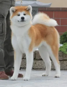 Como adaptar um filhote de Akita Inu nas primeiras semanas?