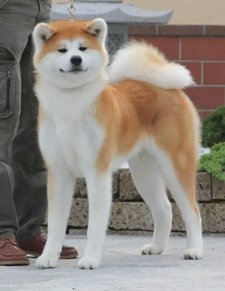 Como adaptar um filhote de Akita Inu nas primeiras semanas?