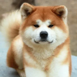 Como identificar um criador de Akita Inu confiável?