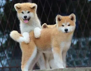 Como preparar a casa para receber um Akita Inu?