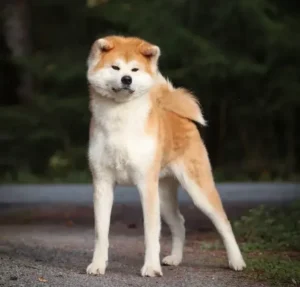 Como saber se um Akita Inu é puro?