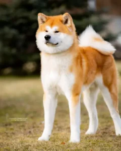 Consanguinidade em Akita Inu: quais os riscos e como evitar?