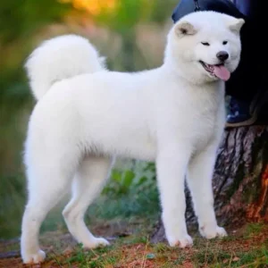Onde encontrar um canil de Akita Inu em Minas Gerais?