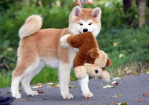 Onde encontrar um canil de Akita Inu em São Paulo?