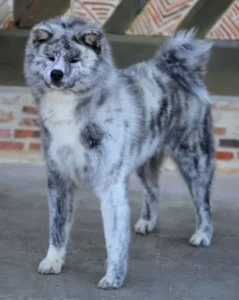 Onde encontrar um canil de Akita Inu no Rio de Janeiro?