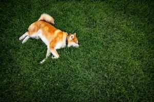 Quanto tempo um filhote de Akita Inu pode ficar sozinho?