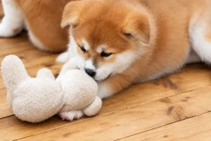 Vale a pena comprar um Akita Inu barato?